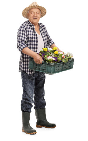 A senior man stands straight holding a box of plants wearing gardening boots and a straw hat